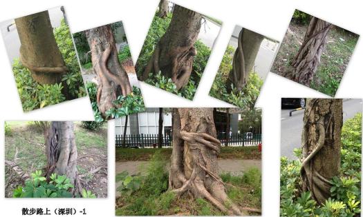 散步路上（深圳）-1a